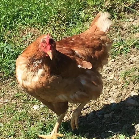 Riegleralm Appartamento *