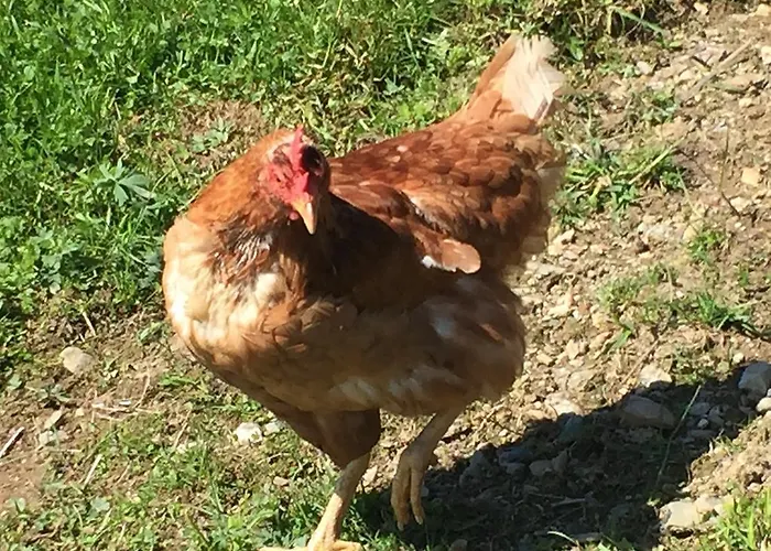 Riegleralm Апартаменты *